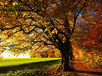 Herbstimpression